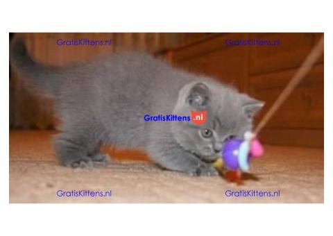 .Britse Korthaar/Scottish Fold Blauw en Lilac kitten.