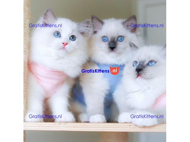 Schattige en charmante Ragdoll kittens