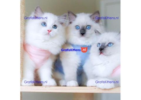 Schattige en charmante Ragdoll kittens