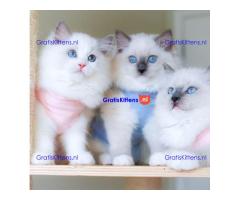 Schattige en charmante Ragdoll kittens