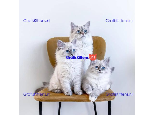 Schattige en charmante Ragdoll kittens