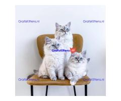 Schattige en charmante Ragdoll kittens