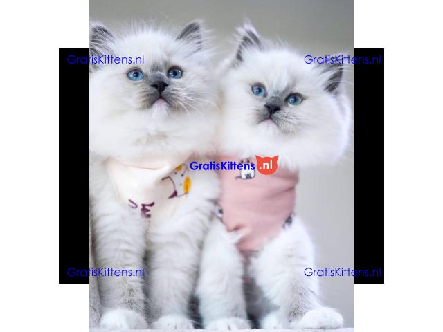 Schattige en charmante Ragdoll kittens