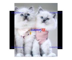 Schattige en charmante Ragdoll kittens