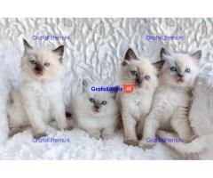 Schattige en charmante Ragdoll kittens