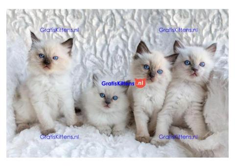Schattige en charmante Ragdoll kittens