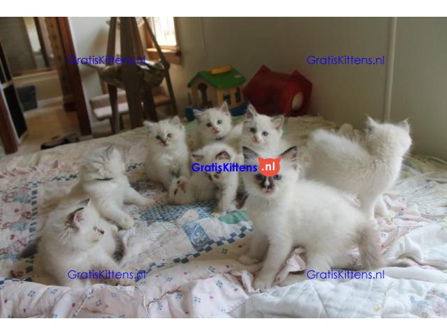 Schattige en charmante Ragdoll kittens