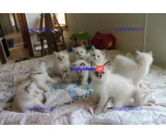 Schattige en charmante Ragdoll kittens