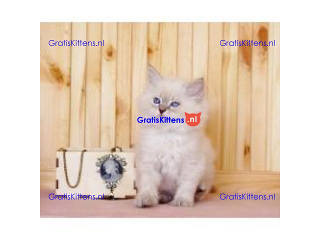 Schattige en charmante Ragdoll kittens
