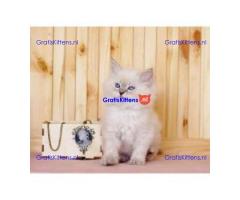 Schattige en charmante Ragdoll kittens