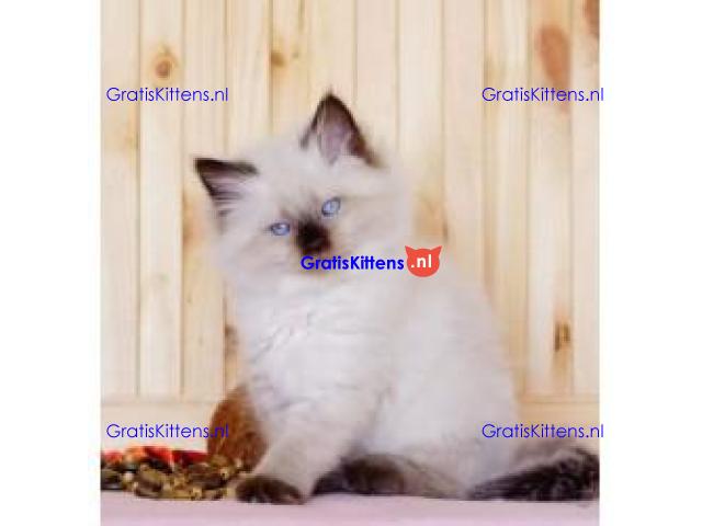 Schattige en charmante Ragdoll kittens