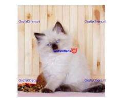Schattige en charmante Ragdoll kittens