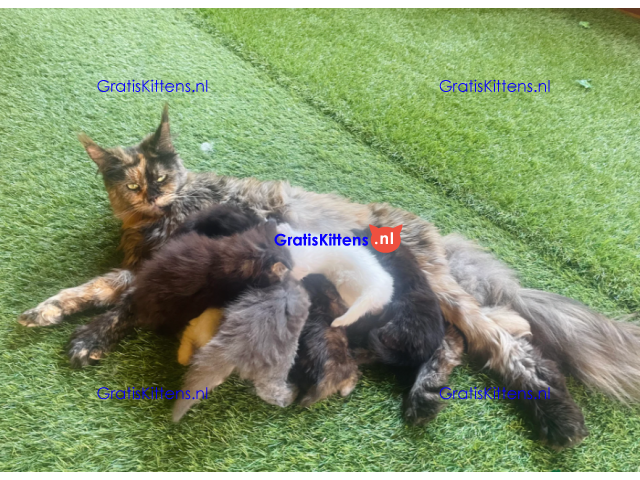 Lieve Maine Coon kittens ter adoptie