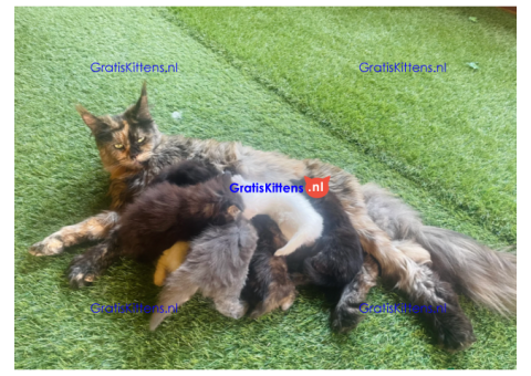 Lieve Maine Coon kittens ter adoptie