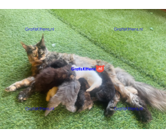 Lieve Maine Coon kittens ter adoptie