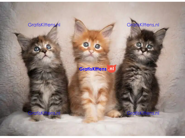 Lieve Maine Coon kittens ter adoptie