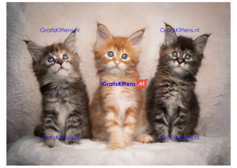Lieve Maine Coon kittens ter adoptie