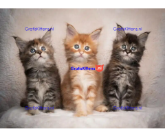 Lieve Maine Coon kittens ter adoptie