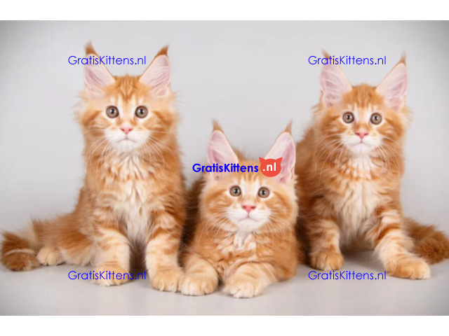 Lieve Maine Coon kittens ter adoptie