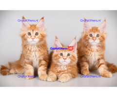Lieve Maine Coon kittens ter adoptie