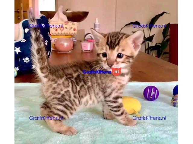 Intelligente Bengaalse kittens ter adoptie.