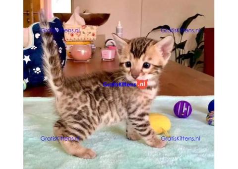 Intelligente Bengaalse kittens ter adoptie.