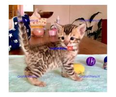 Intelligente Bengaalse kittens ter adoptie.
