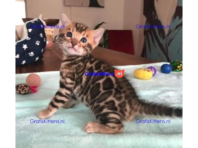 Intelligente Bengaalse kittens ter adoptie.