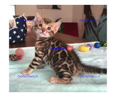 Intelligente Bengaalse kittens ter adoptie.