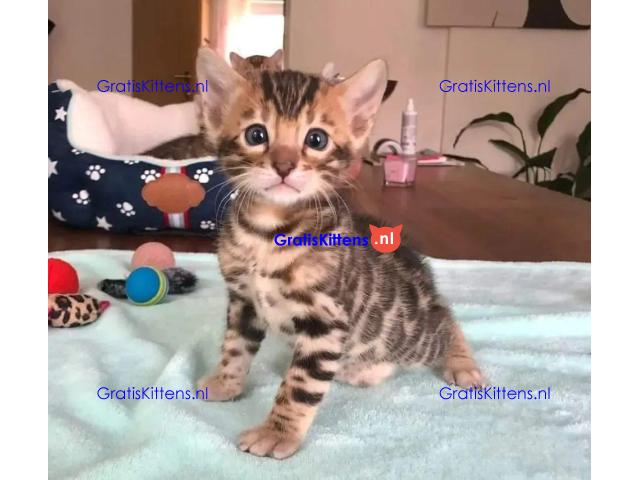 Intelligente Bengaalse kittens ter adoptie.