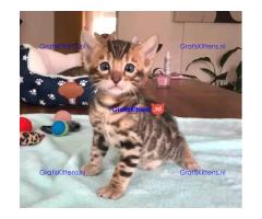 Intelligente Bengaalse kittens ter adoptie.