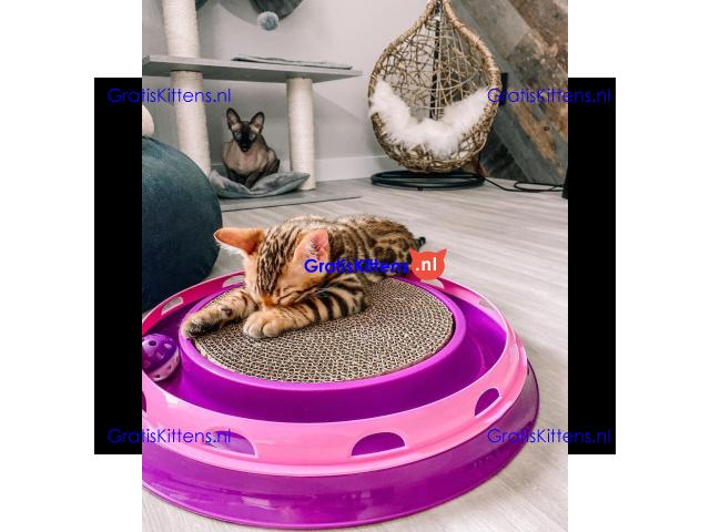 Intelligente Bengaalse kittens ter adoptie.