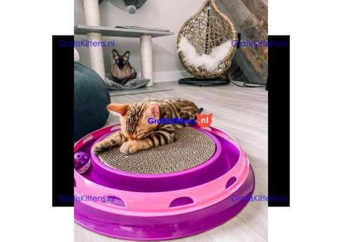 Intelligente Bengaalse kittens ter adoptie.