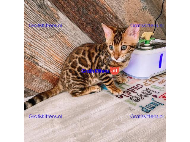 Intelligente Bengaalse kittens ter adoptie.