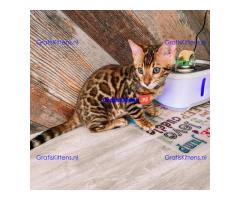 Intelligente Bengaalse kittens ter adoptie.