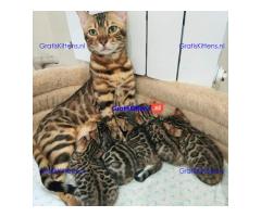 Intelligente Bengaalse kittens ter adoptie.
