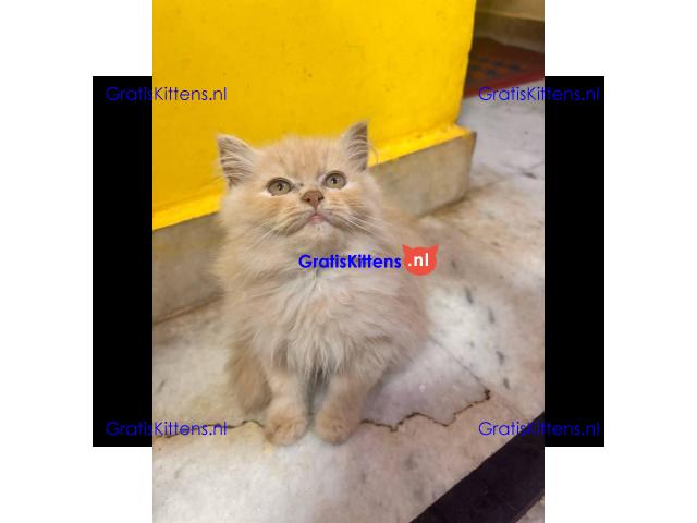 Gesocialiseerde Perzische kittens ter adoptie.