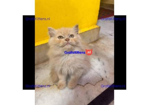 Gesocialiseerde Perzische kittens ter adoptie.