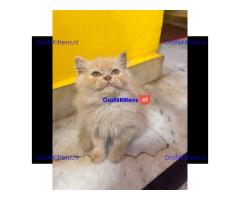 Gesocialiseerde Perzische kittens ter adoptie.