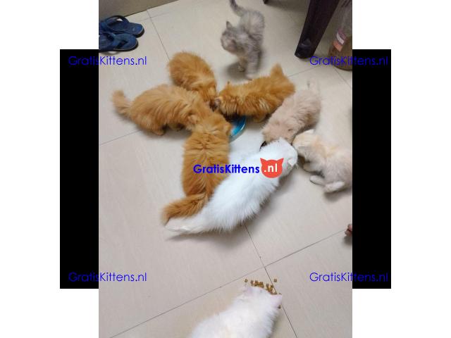 Gesocialiseerde Perzische kittens ter adoptie.