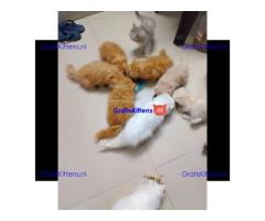 Gesocialiseerde Perzische kittens ter adoptie.