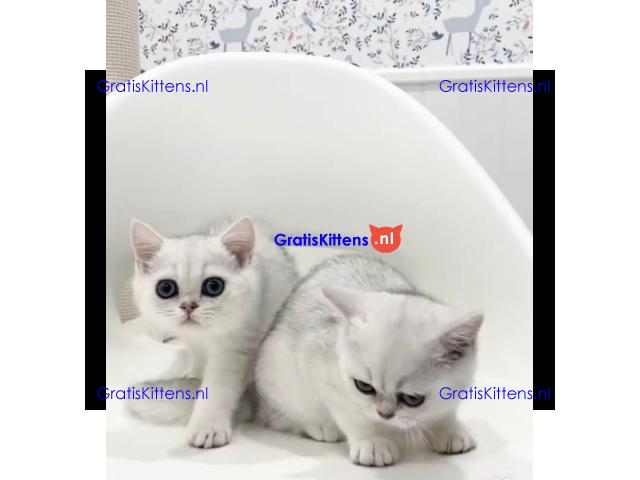 Gesocialiseerde Perzische kittens ter adoptie.