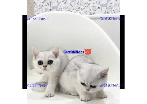Gesocialiseerde Perzische kittens ter adoptie.