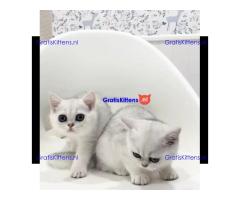 Gesocialiseerde Perzische kittens ter adoptie.