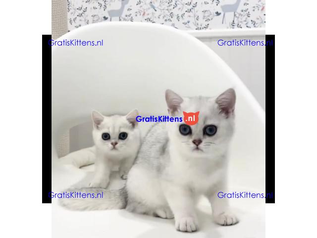 Gesocialiseerde Perzische kittens ter adoptie.