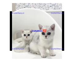 Gesocialiseerde Perzische kittens ter adoptie.