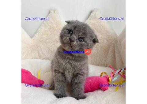4 prachtige Scottish Fold kittens klaar voor herplaatsing.