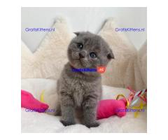 4 prachtige Scottish Fold kittens klaar voor herplaatsing.
