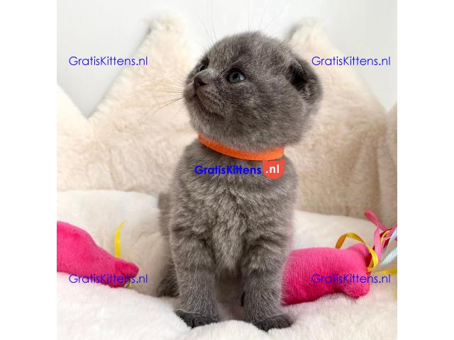 4 prachtige Scottish Fold kittens klaar voor herplaatsing.