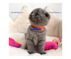 4 prachtige Scottish Fold kittens klaar voor herplaatsing.